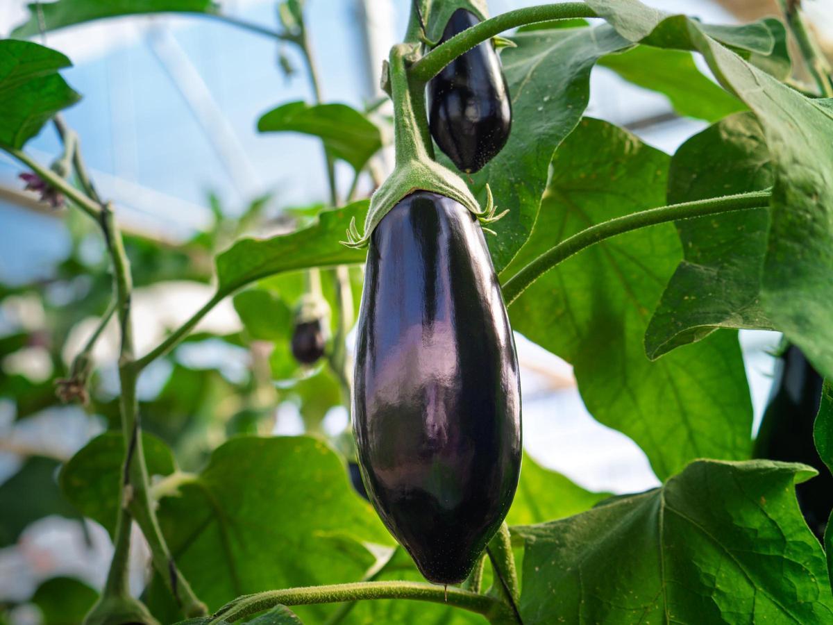 Berenjenas de Unica Group en el campo.