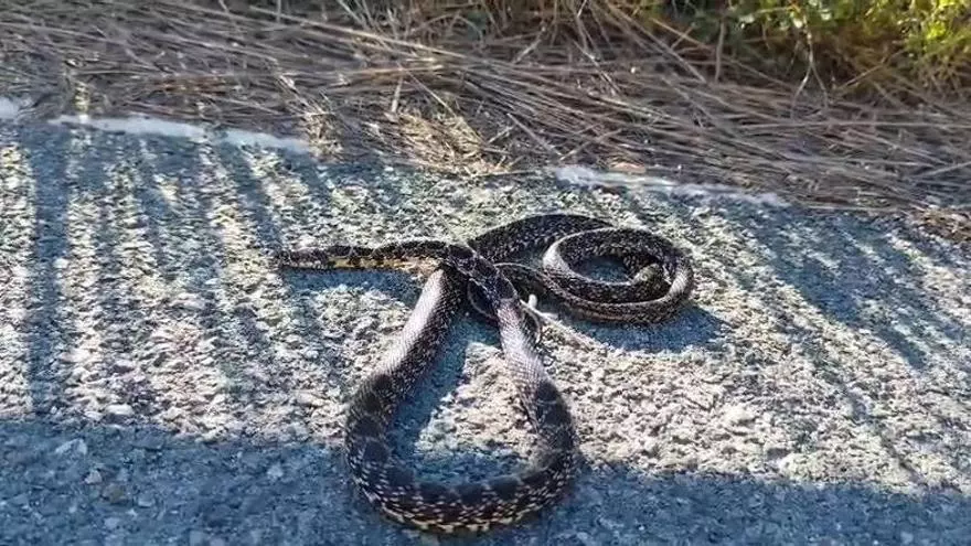 Snakes begin to reappear in Ibiza as cyclist finds metre-long specimen