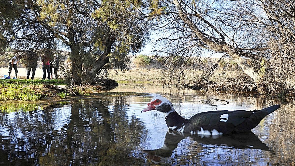 Uno de los tramos del cauce del Río Vinalopó a su paso por Elche