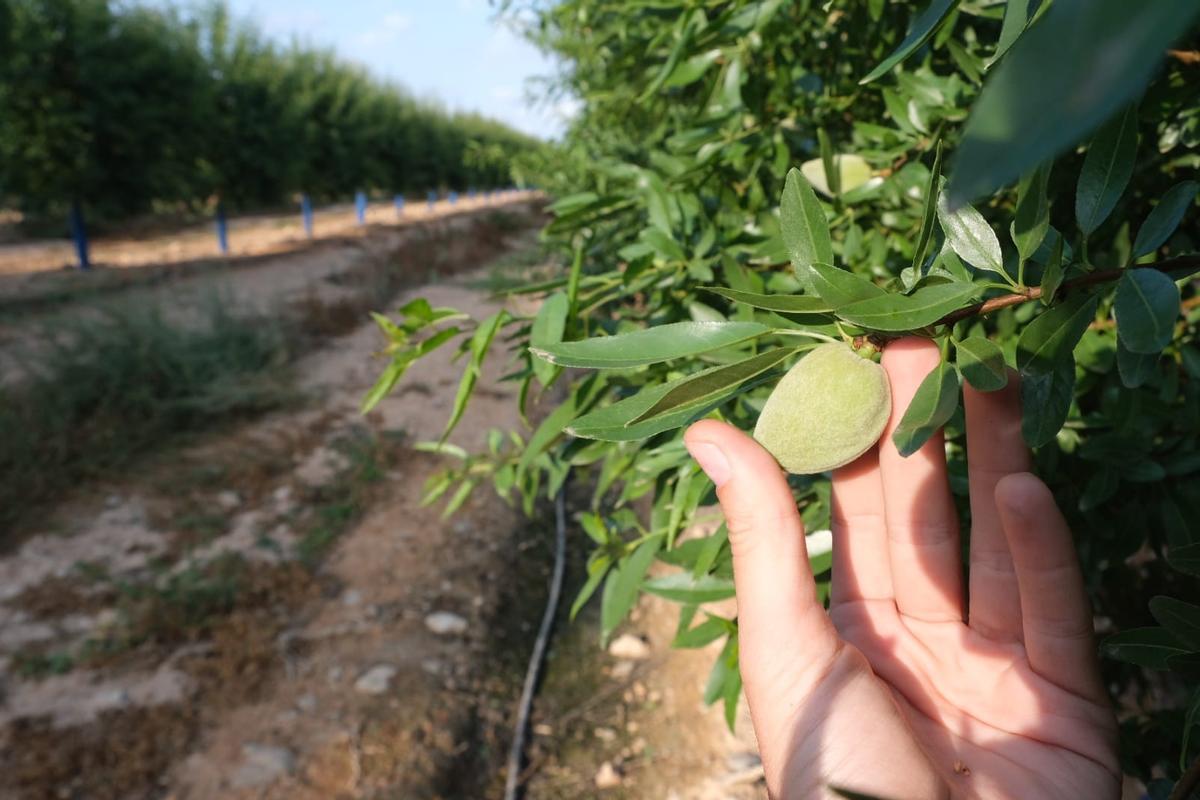 Las fincas de almendras de regadío también recibirán los caudales del Júcar-Vinalopó para combatir la sequía.