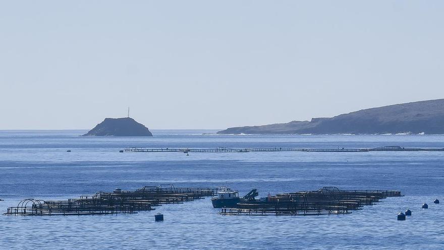 Vuelve la controversia por las jaulas marinas: Greenpeace denuncia una nueva mortandad de peces en Telde