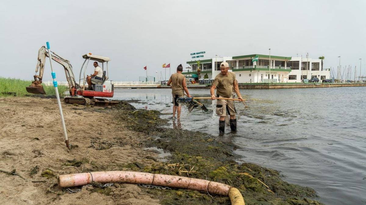 Varios operarios retiran algas y el carrizo de las playas de Los Nietos. | AYTO. CARTAGENA