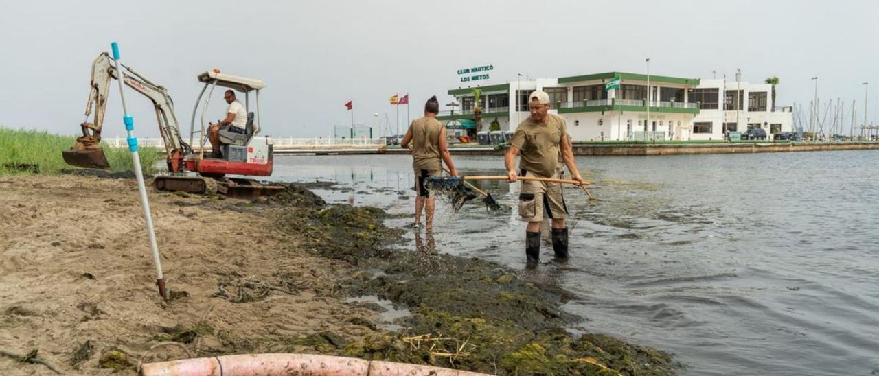 Varios operarios retiran algas y el carrizo de las playas de Los Nietos. | AYTO. CARTAGENA