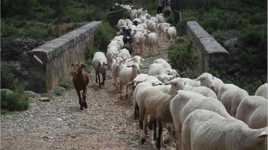 Los animales regresan de los pastos por la vieja ruta de la lana.