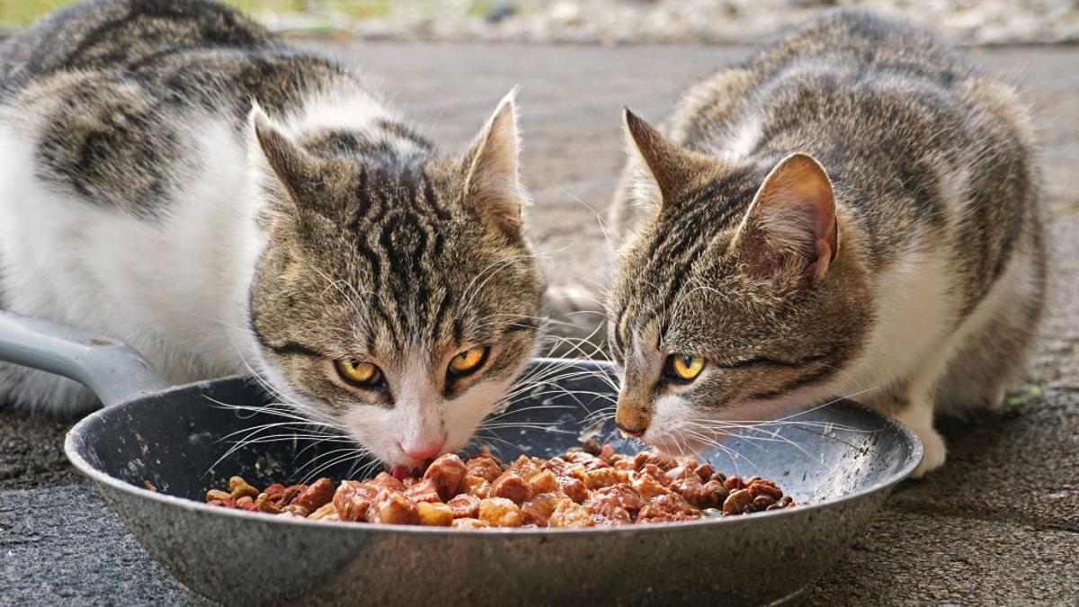 Gatos alimentándose