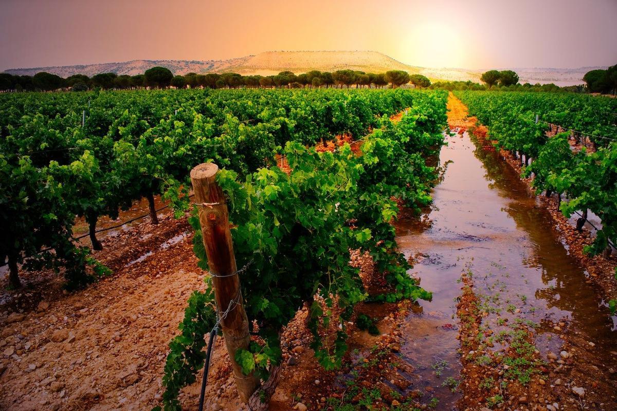 Viñedos en la Ribera del Duero