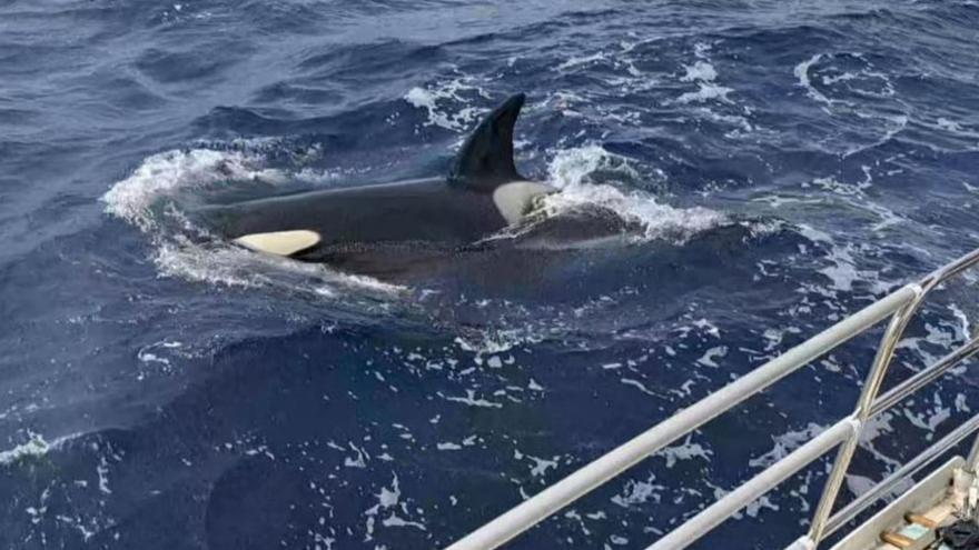 Un grupo de orcas ataca un velero cuando volvía de Gijón a Francia