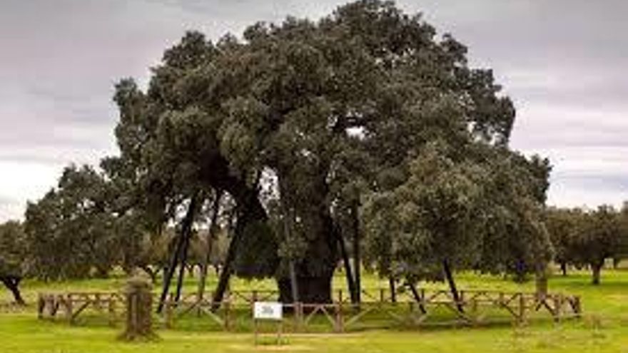 Turismo arbóreo: los árboles singulares de la provincia de Cáceres y su ubicación