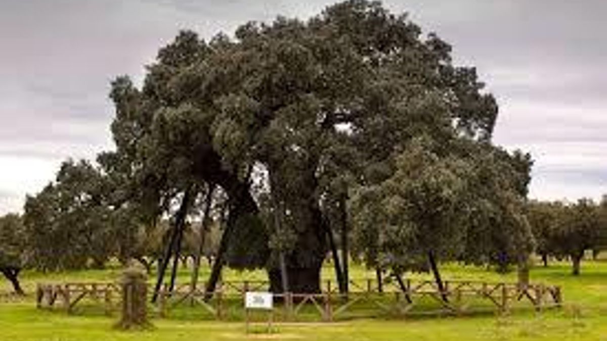La encina La Terrona, en la dehesa de  Zarza de Montánchez.