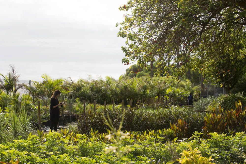 Vivero de Santa Cruz de Tenerife