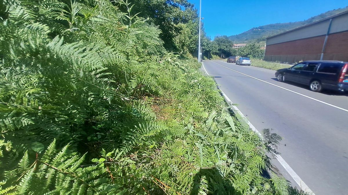 Maleza en Turón.