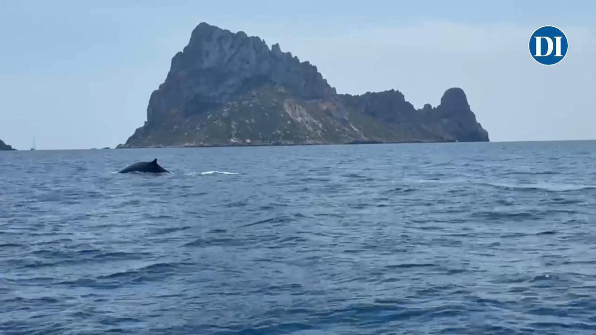Vídeo: avistan un enorme rorcual entre Cala d'Hort y es Vedrà