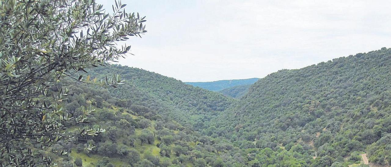 Valle del arroyo Guadalora, un candidato a rodal de bosque maduro.