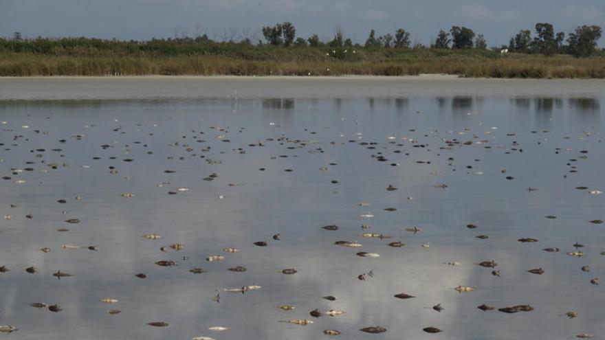 Ecologistas piden más medidas para controlar la carpa en El Hondo