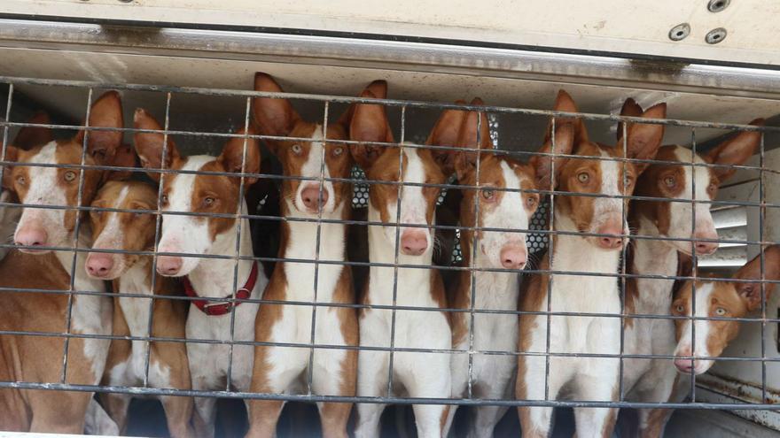 Casi 200 perros en el campeonato de trabajo des ca eivissenc