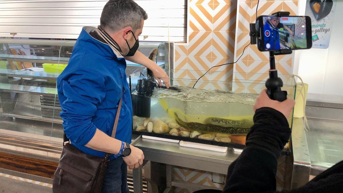 El alcalde, Juan Manuel Vidal Seage, introduce su mano en una pecera de lampreas.