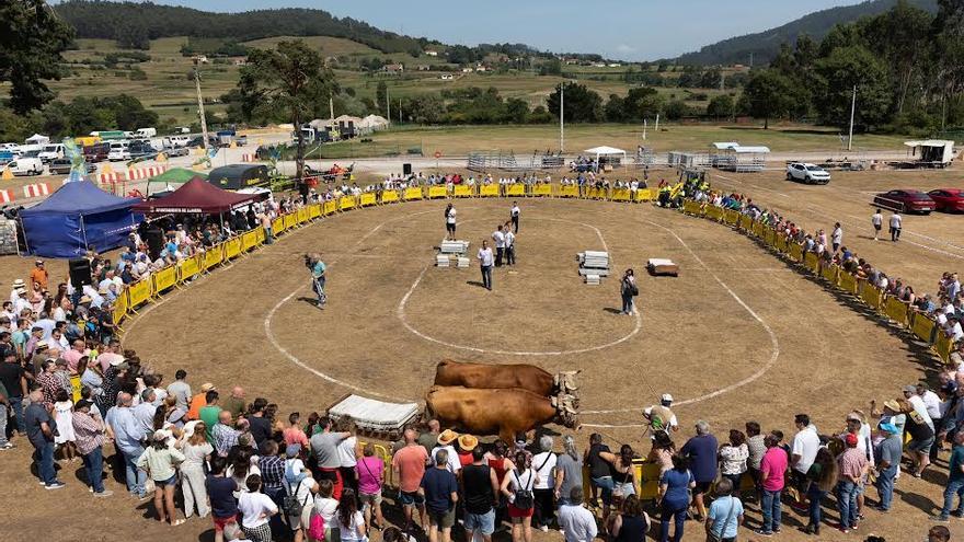 Concurso de arrastre de bueyes en Llanera.