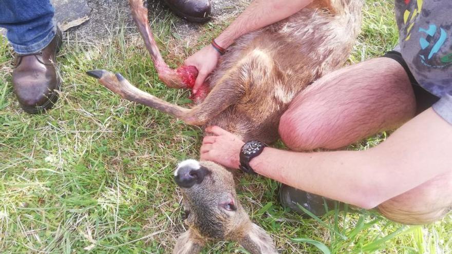 Rescatan a una corza de una presa en Pillarno (Castrillón)