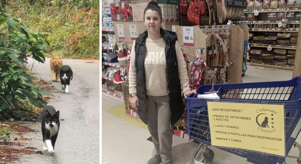 Gatos de colonias, en Tui. A la derecha, la secretaria de Callejeriños Tudenses, Inés Albadalejo.