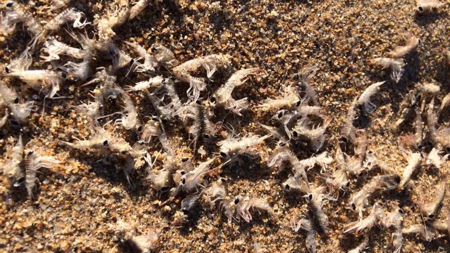 Los pequeños crustáceos en la playa de Xagó.