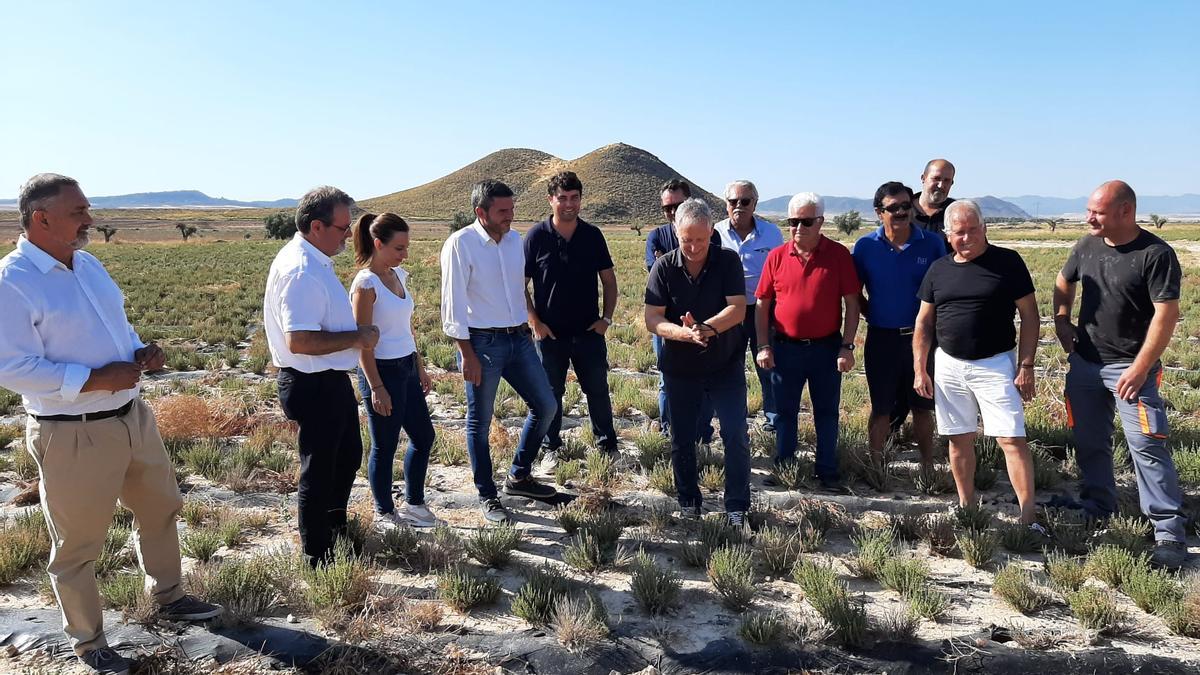 El consejero Antonio Luengo, durante la visita a un cultivo de plantas aromáticas en Lorca.