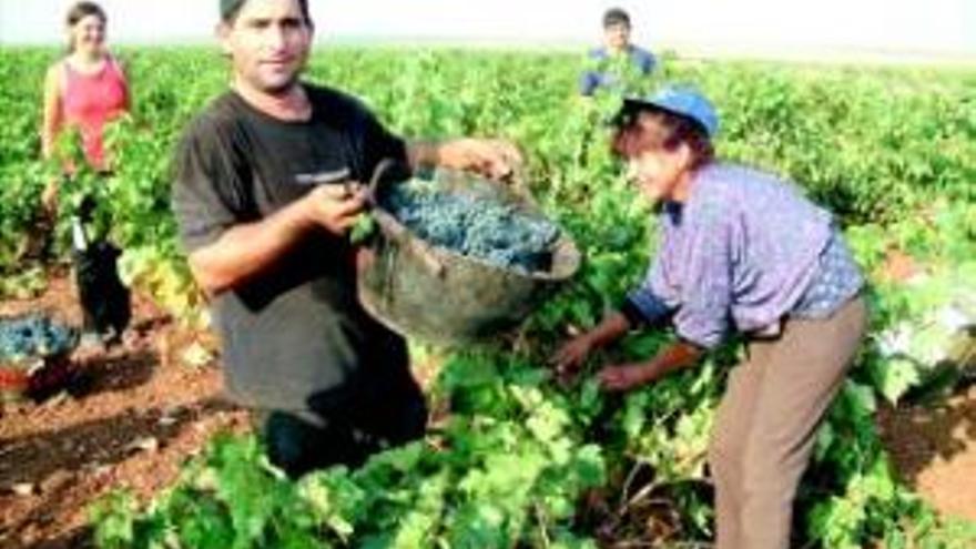 Los agricultores demandan unos 900 jornaleros para la vendimia