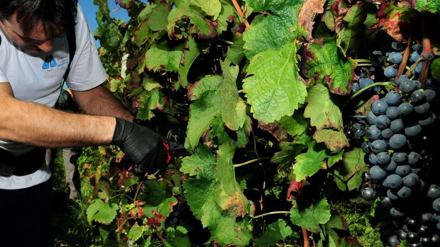 Agridulce vendimia de tinto Barrantes, con miles de litros aún sin vender en las bodegas