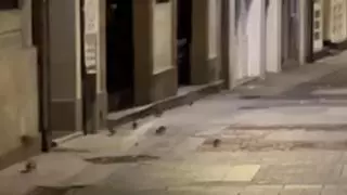 Un vídeo recoge la imagen de un numeroso grupo de ratas en la calle Galera