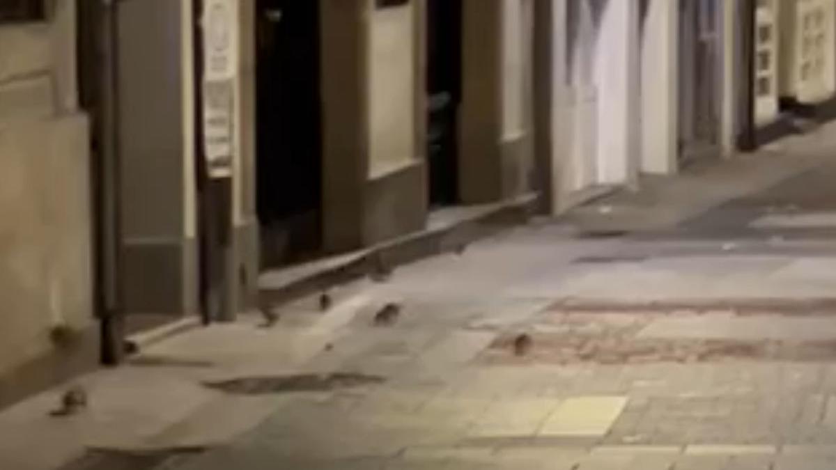 El vídeo viral de las ratas en la calle de la Barrera, en A Coruña