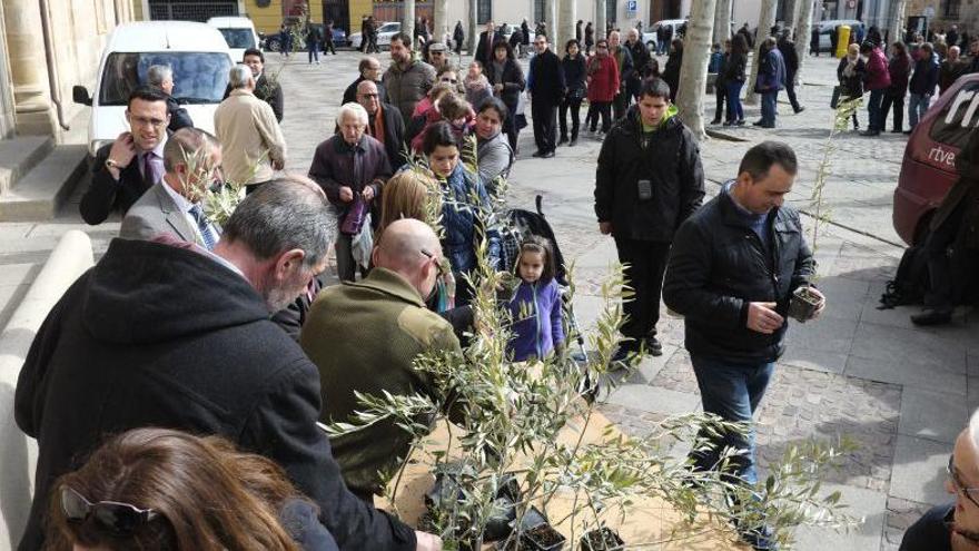 Varias personas recogen su olivo en Viriato.