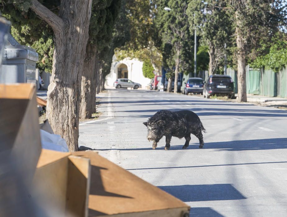 Cerdos vietnamitas en el entorno del Cementerio de Alicante