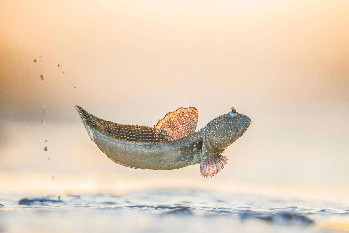 En la categoría de comportamiento - Anfibios y reptiles. Oro: Georgina Steytler
