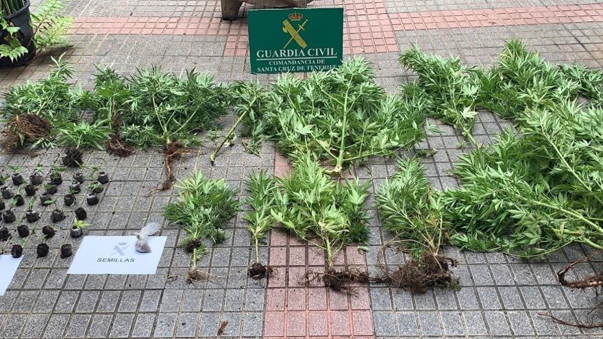 Plantas de marihuana intervenidas por la Guardia Civil en Tacoronte.
