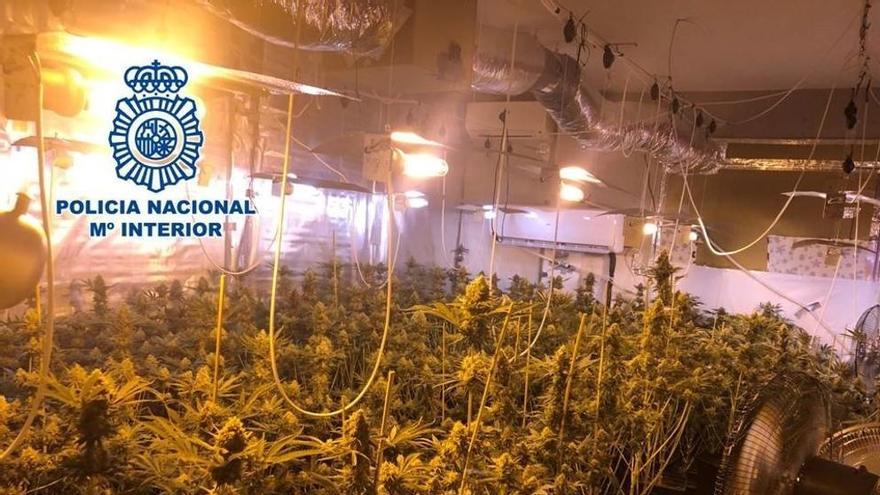 La plantació de marihuana del regidor del PP