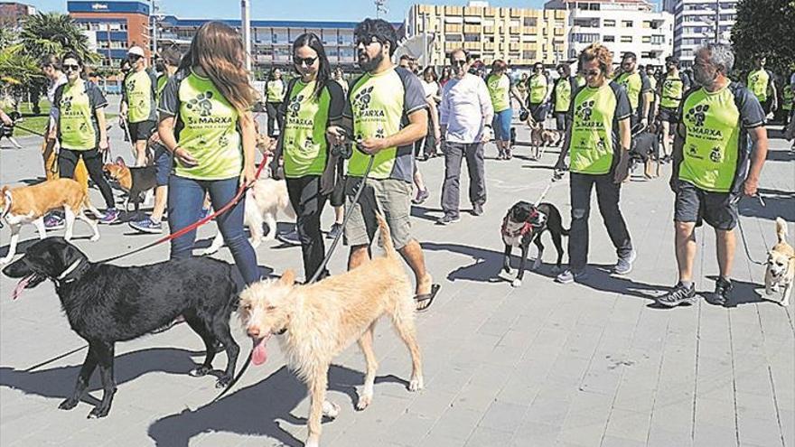 Benicarló anima a adoptar perros con una caminata