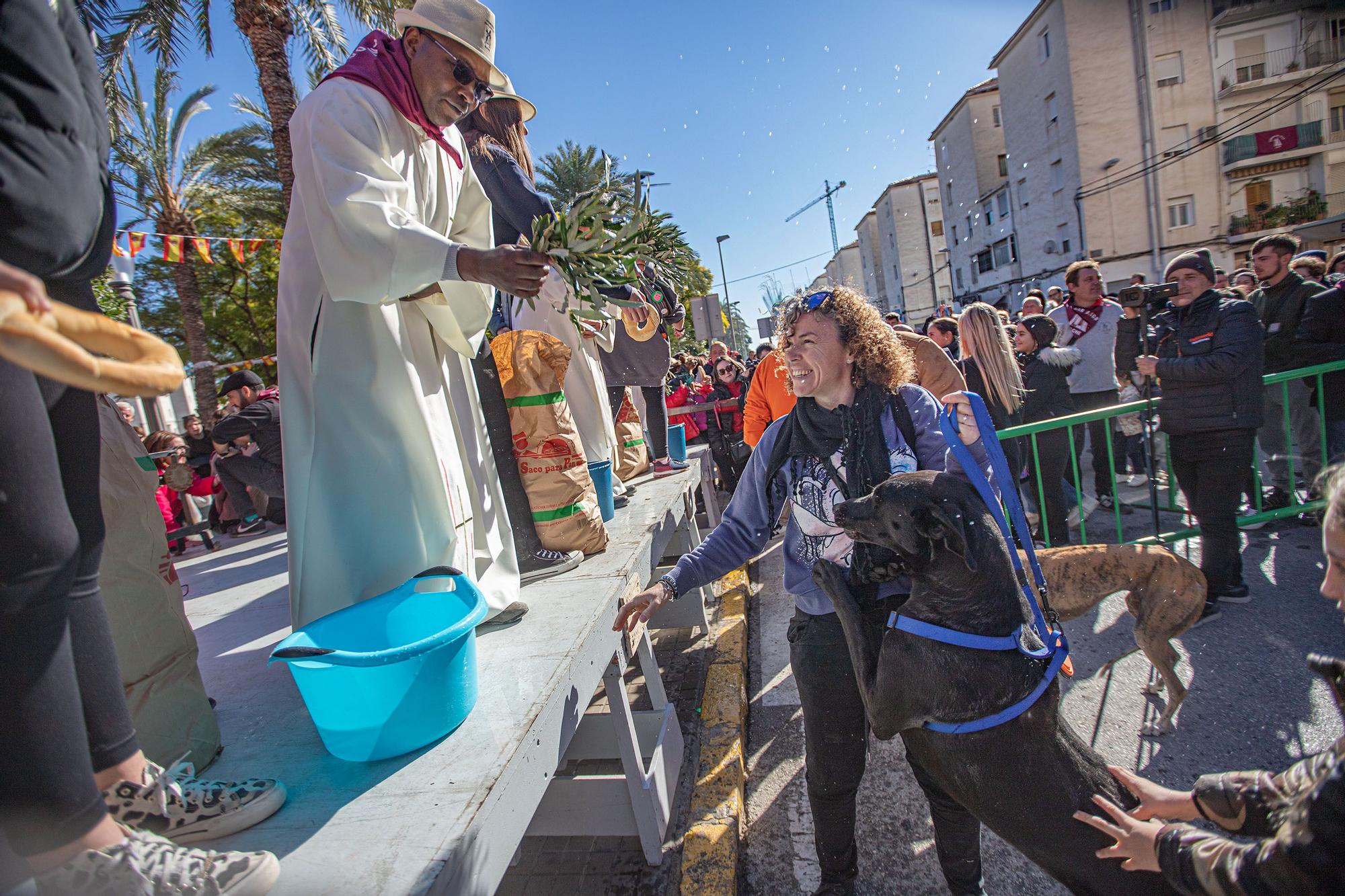 Romería y Bendición de animales en San Antón de Elche