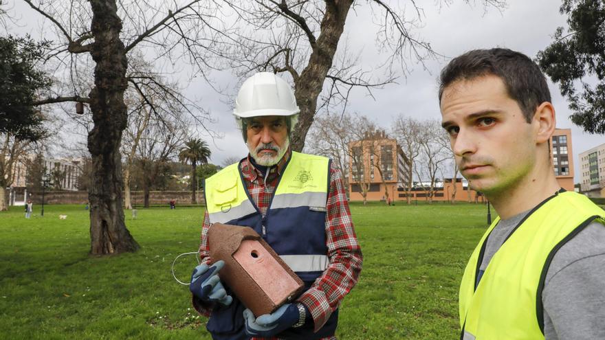 En imágenes: comienza la instalación de refugios para aves en los parques de Gijón