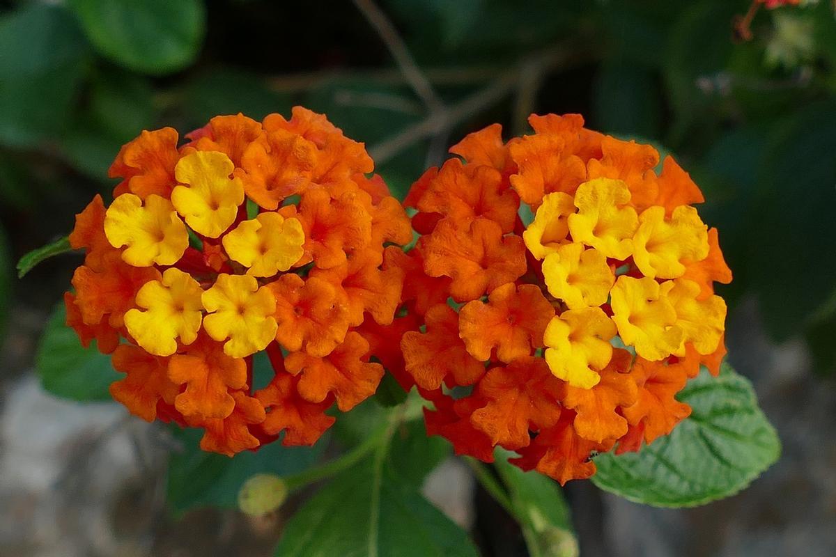 Verbena: la planta más alegre que puedes tener en casa.