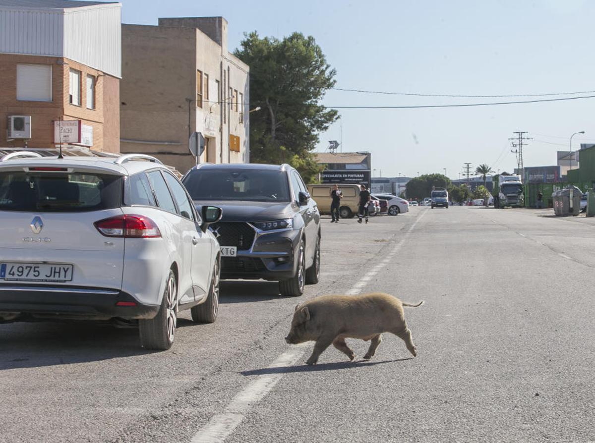 Cerdos vietnamitas en el entorno del Cementerio de Alicante