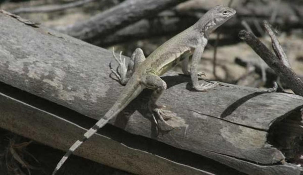 Los métodos de cortejo animal más curiosos