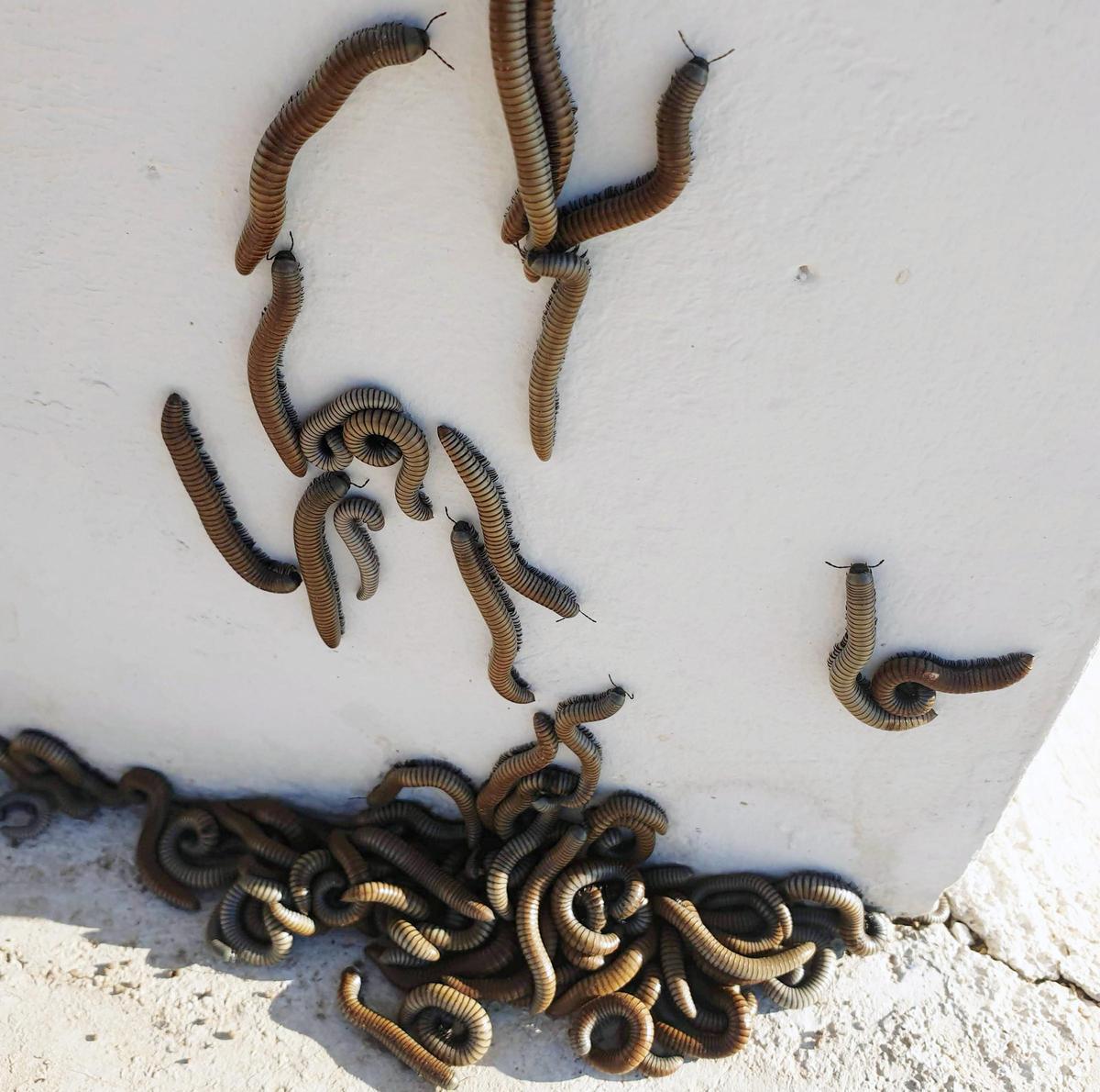 Els miriàpodes són inofensius i tenen una funció com a descomponedors molt important.