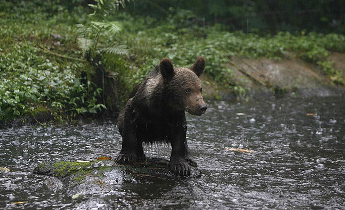 El cadell Julio, un ós bru d’Alaska de sis mesos, a l’estany del Taman Safari Prigen a Pasuruan (Indonèsia).