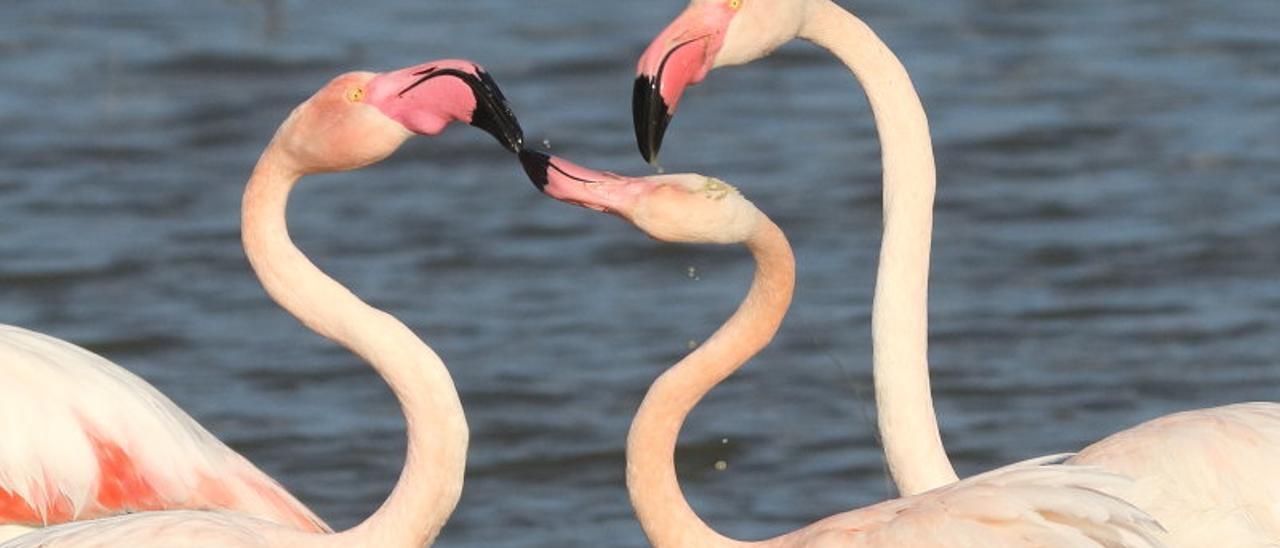 Federico Kenzelmann, salinero y fotógrafo ha captado la zona en la que cientos de parejas de flamenco están anidando por tercer año consecutivo en la laguna rosa de Torrevieja
