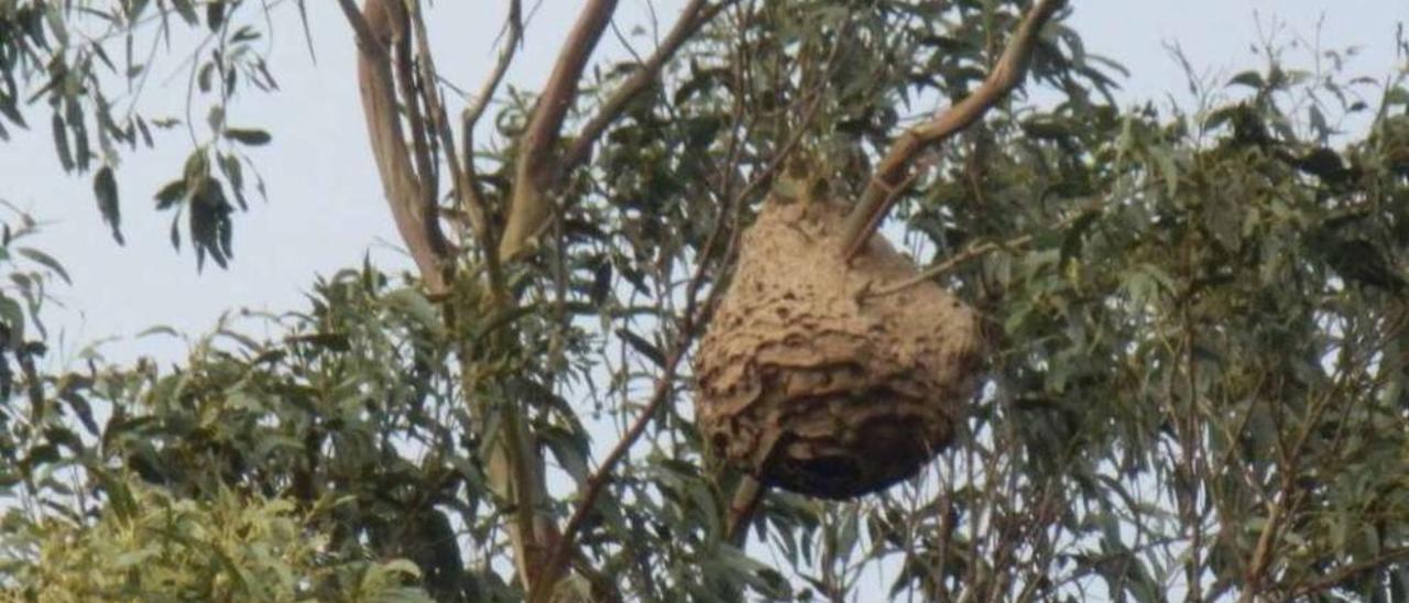 Imagen del nido de avispa velutina localizado en Vilela, en Moaña.