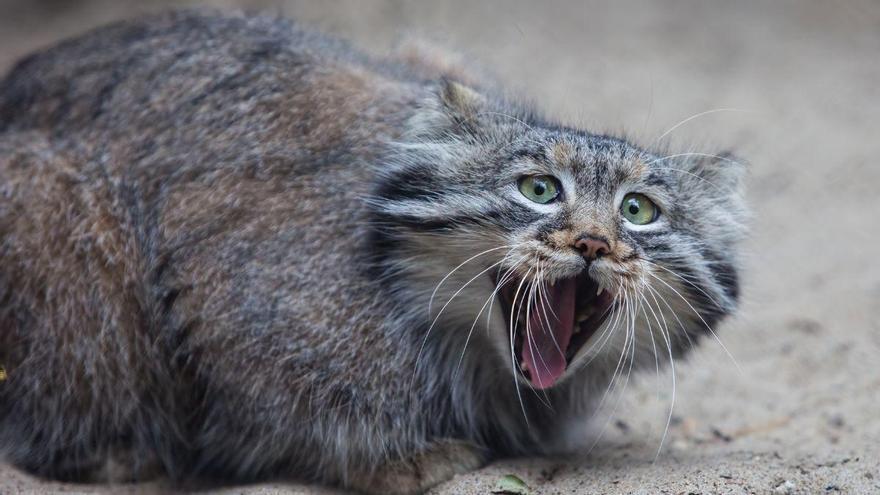 Captan en las montañas de Irán a un gato de Pallas, uno de los felinos más esquivos del mundo