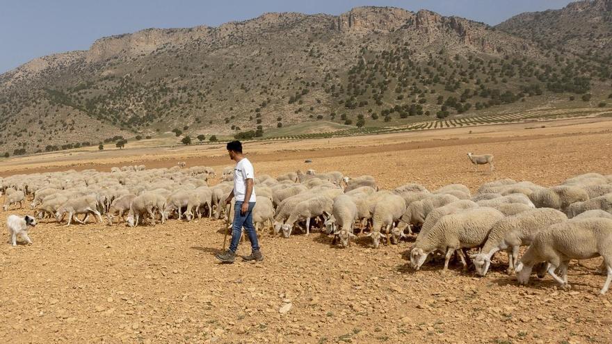 La Región de Murcia espera incorporar a mil jóvenes a la agricultura en tres años