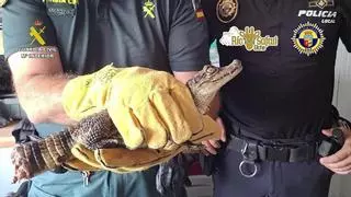 La macabra pista que condujo a la captura del caimán de Sax