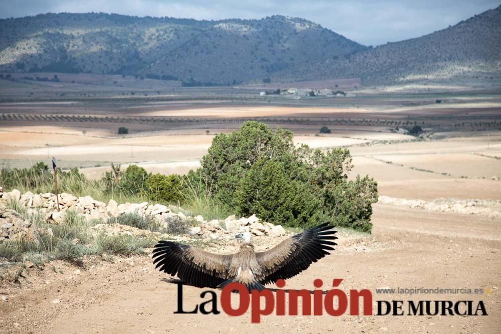 Liberan un Buitre Leonado en la Sierra de Mojantes