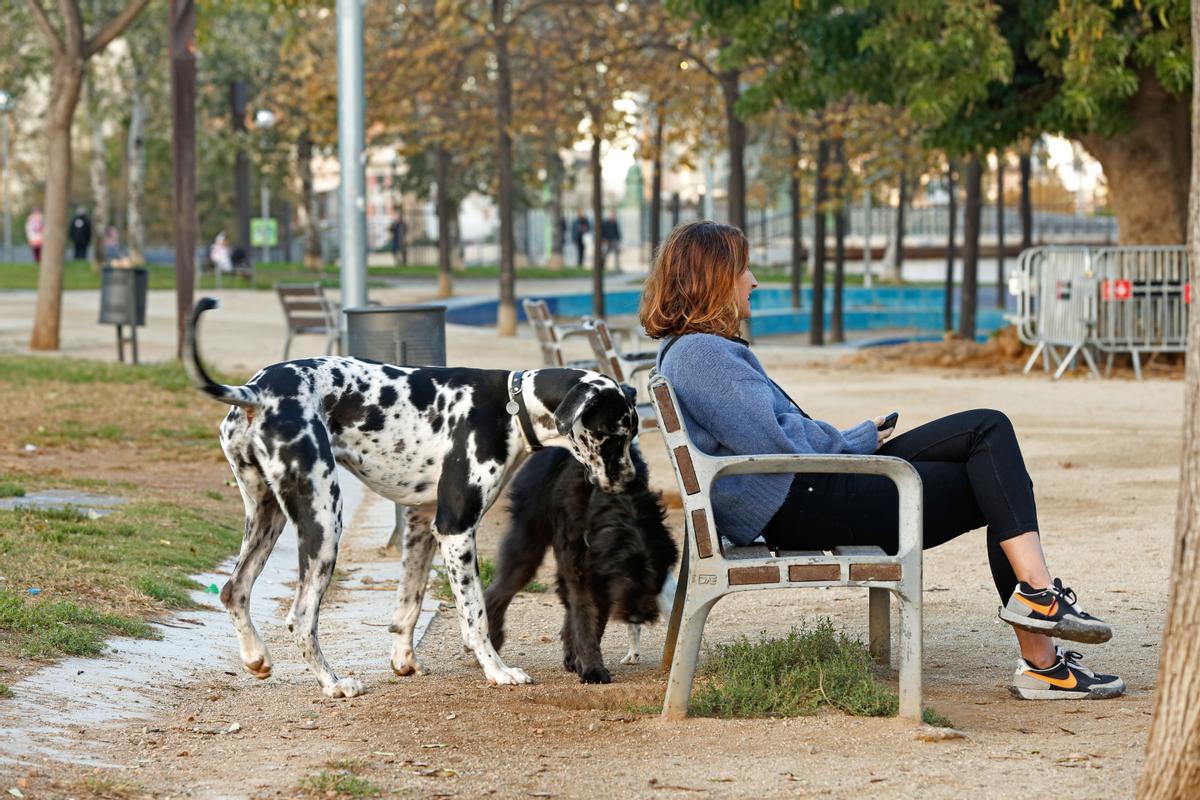 Perros sueltos en el parque de l'Estació del Nord, tras el estreno del mayor pipican del Eixample