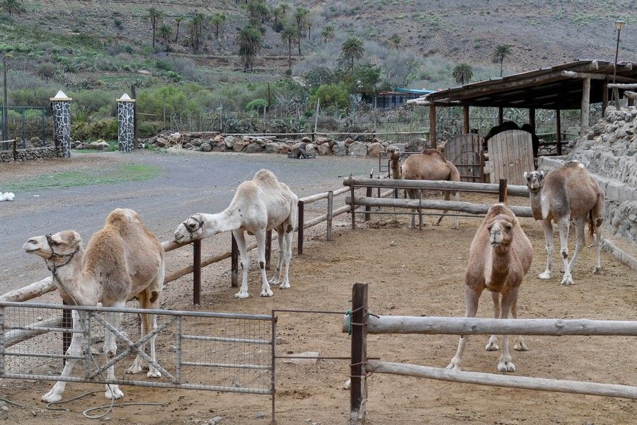 Camellos que este año se han quedado sin cabalgatas